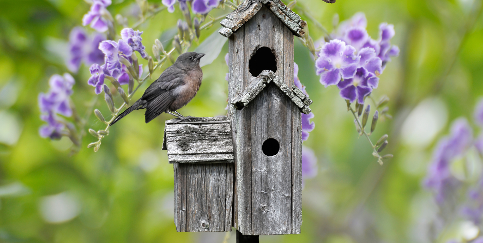 A bird perched on a wooden birdhouse among purple flowers
