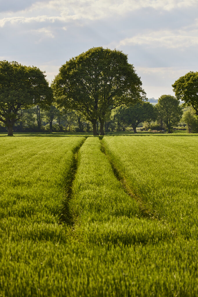 Mature oak trees along the edge of a green field with tractor tracks