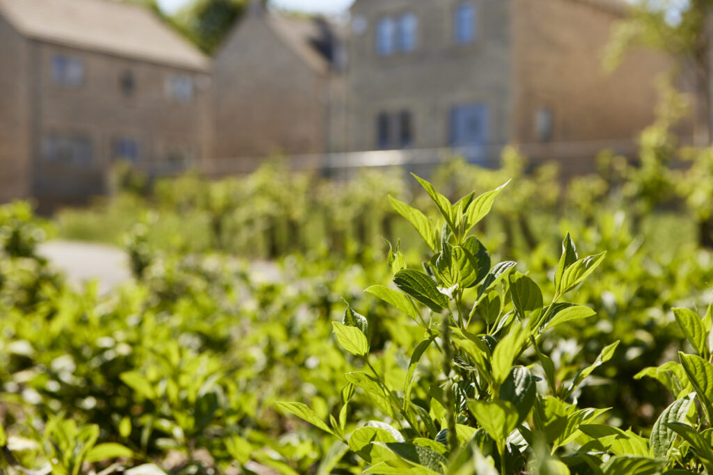 New stone homes seen beyond a border of young green planting